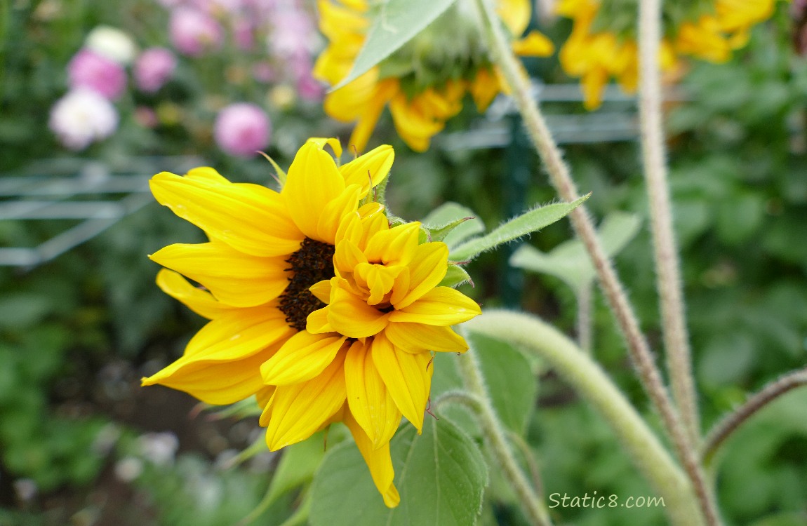 Sunflower bloom