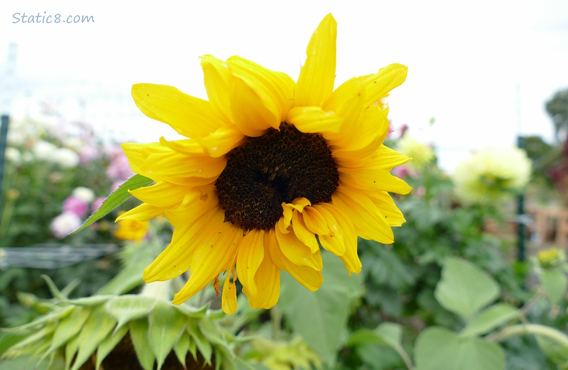 Sunflower bloom