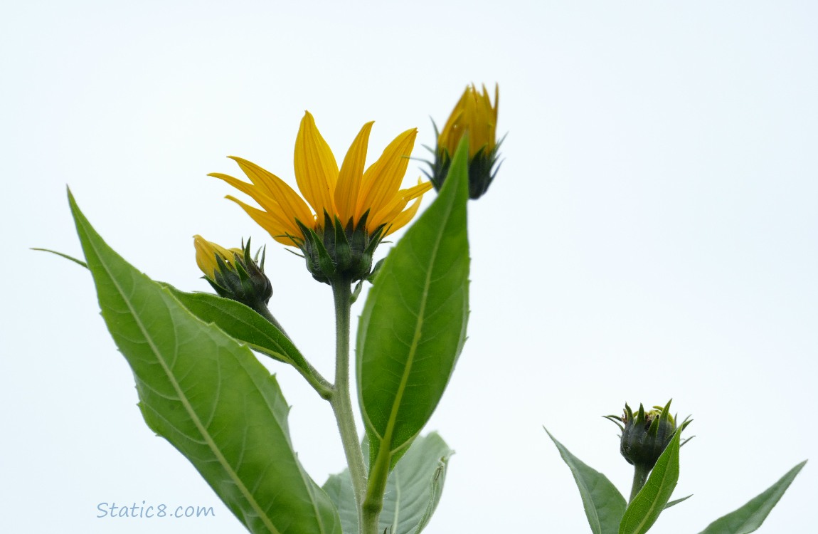 Sunchoke blooms