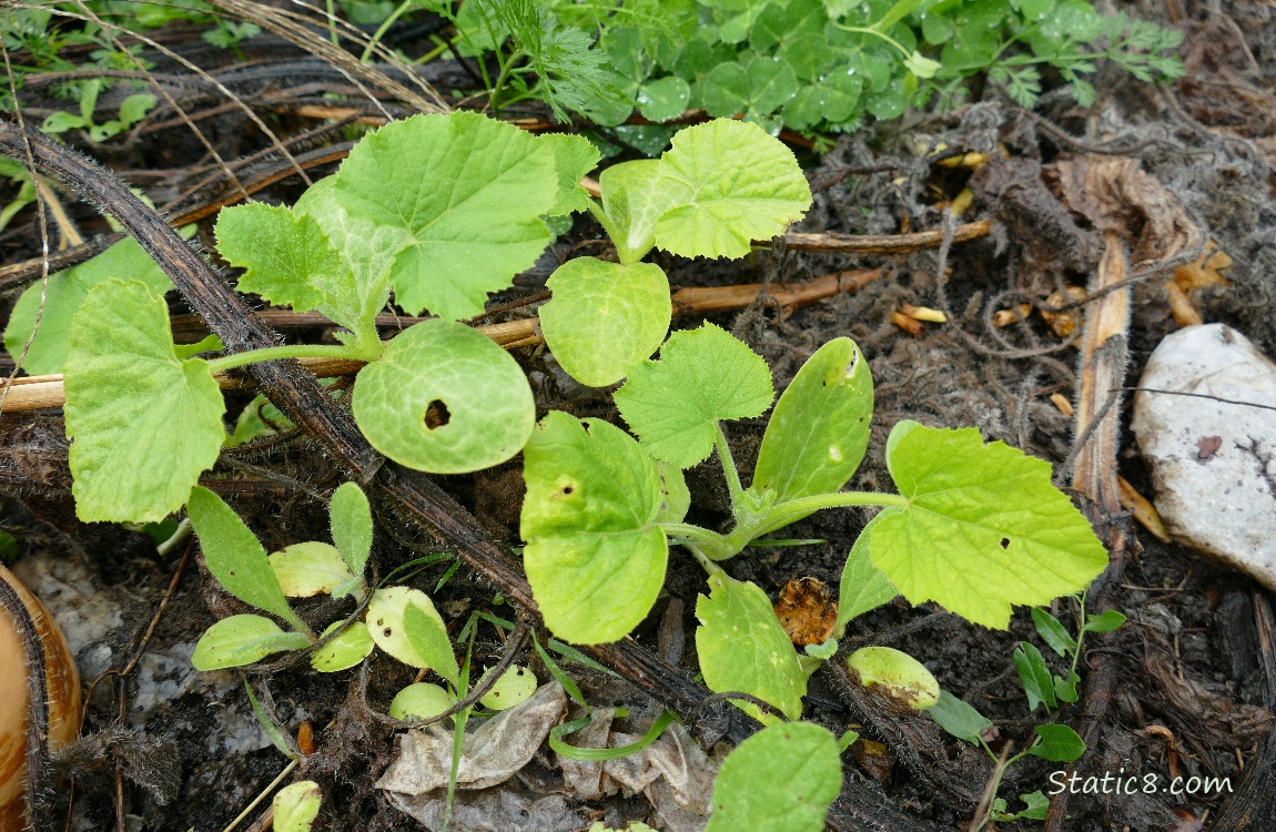 Squash seedlings