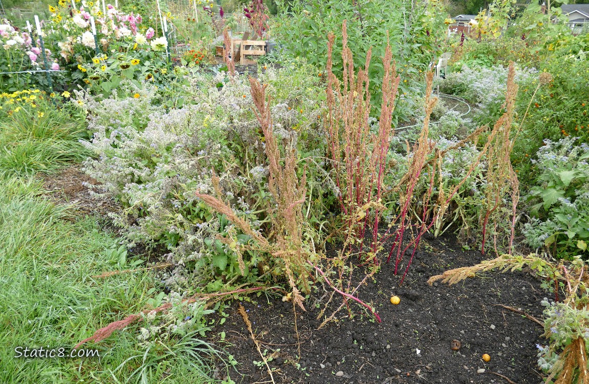 Garden Plot