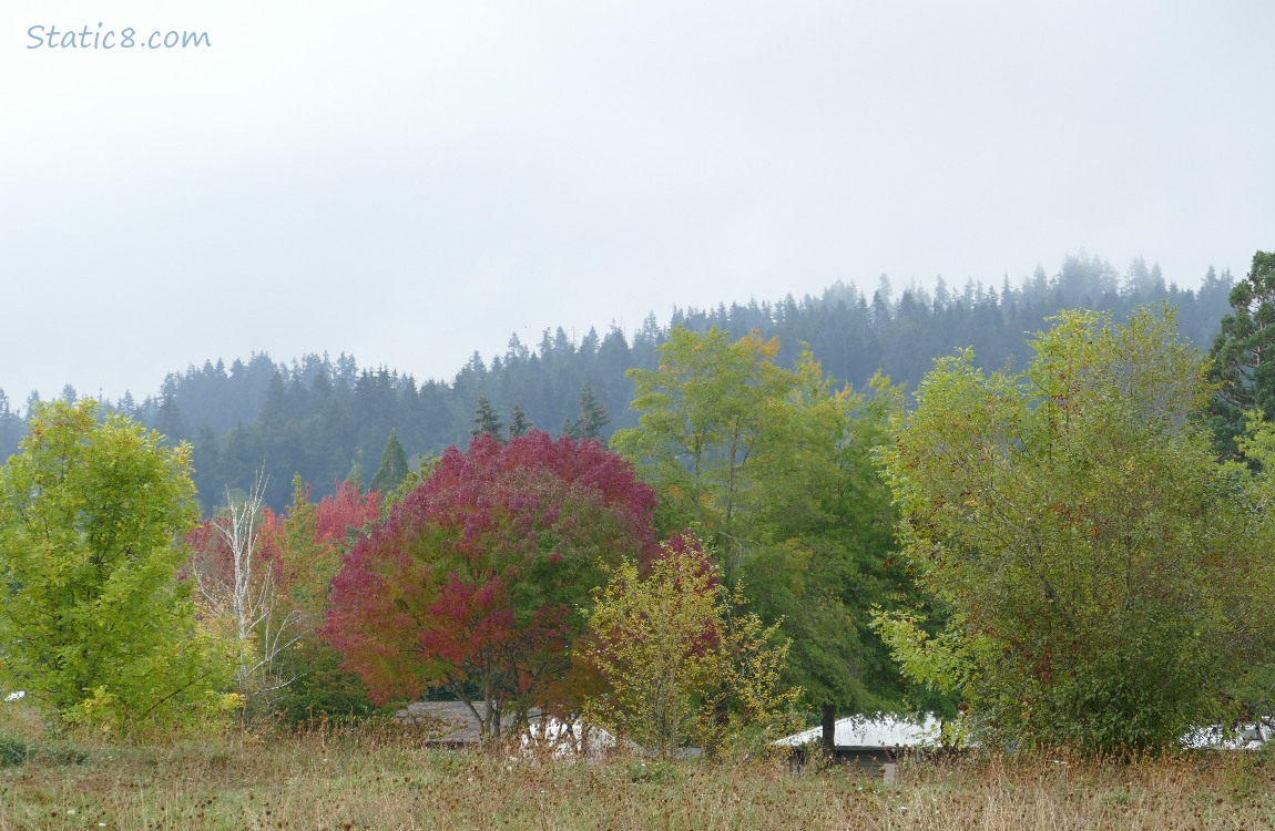 Trees on the hill, some with autumn colour