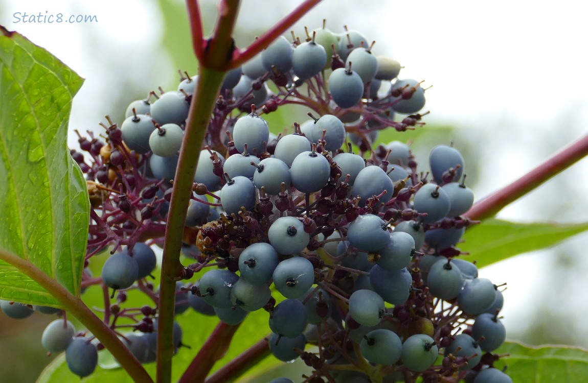 Silky Dogwood berries