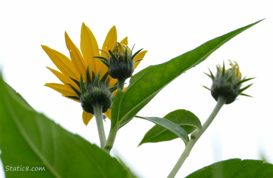 Sunchoke blooms