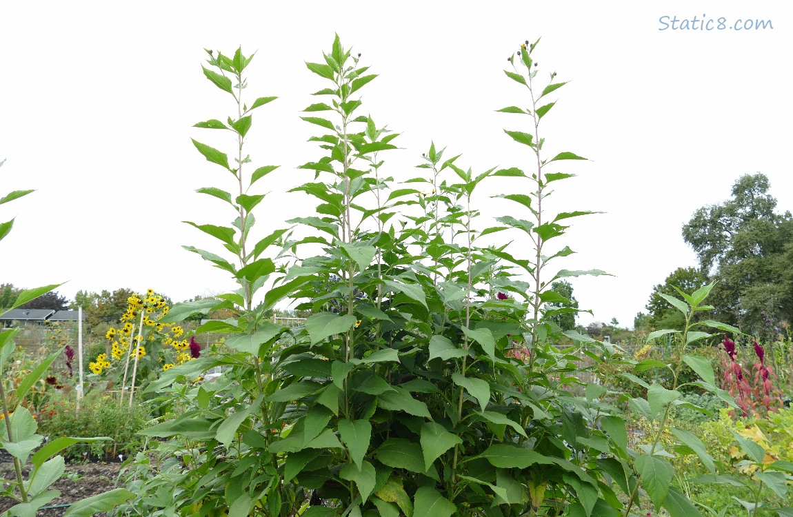 Sunchoke plant