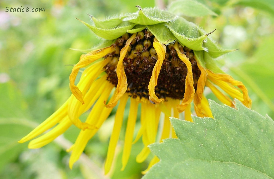 Spent sunflower bloom