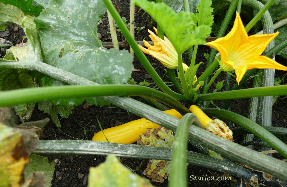 Yellow Zucchinis growing on the vine