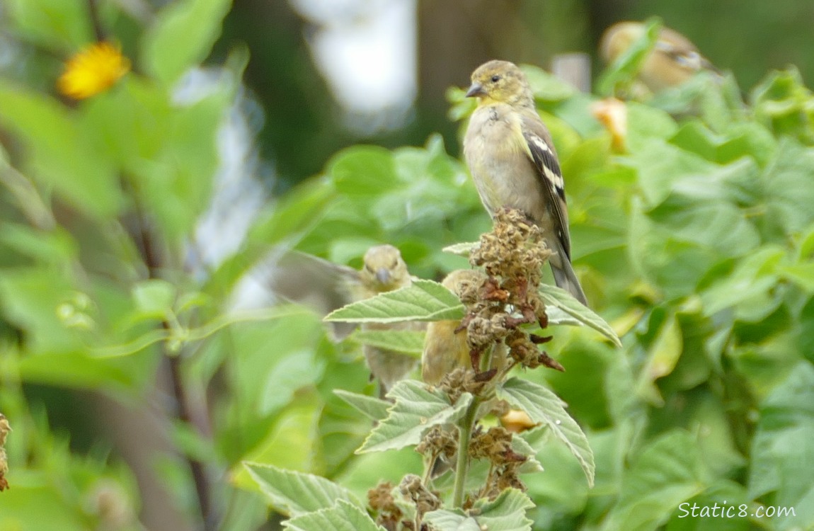 Goldfinches gathered on a plant