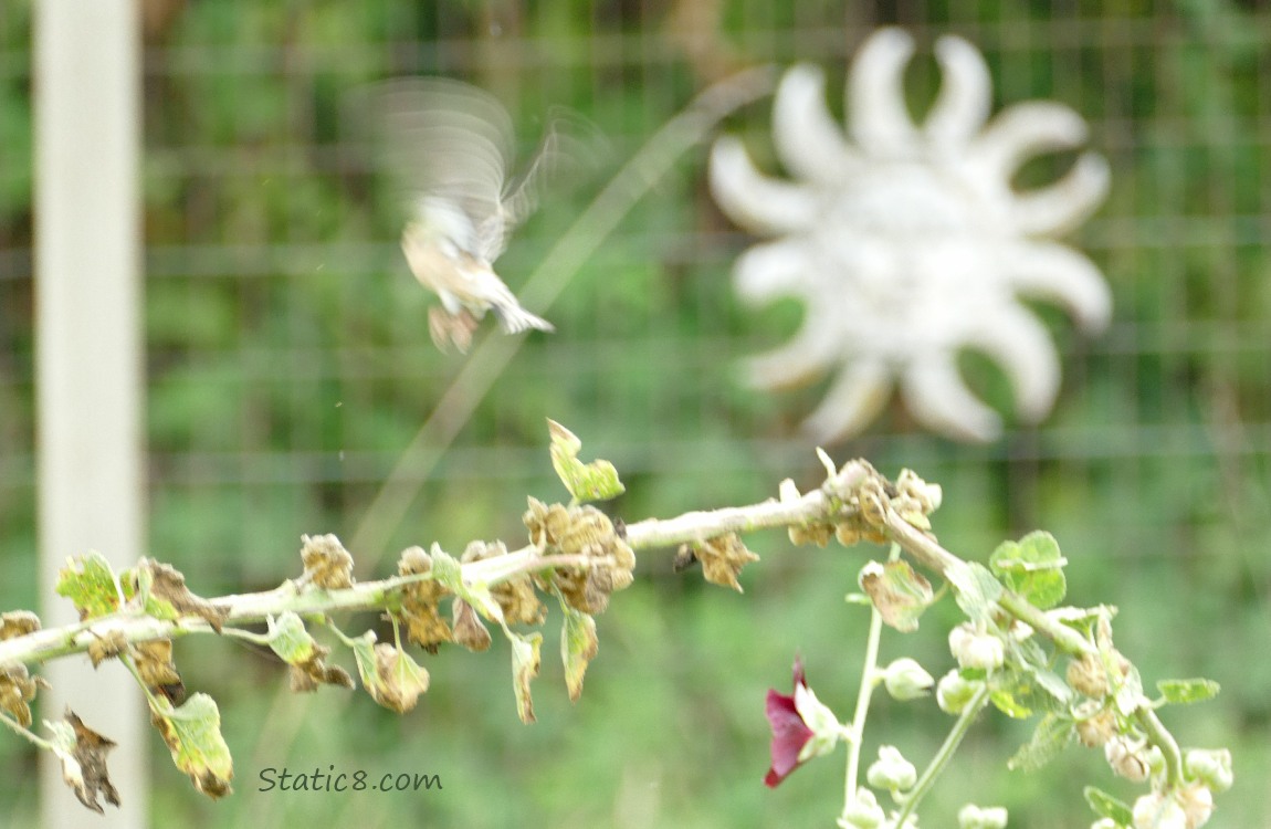 Goldfinch flying away