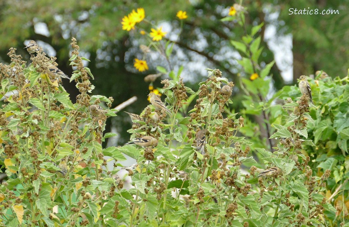 Goldfinches