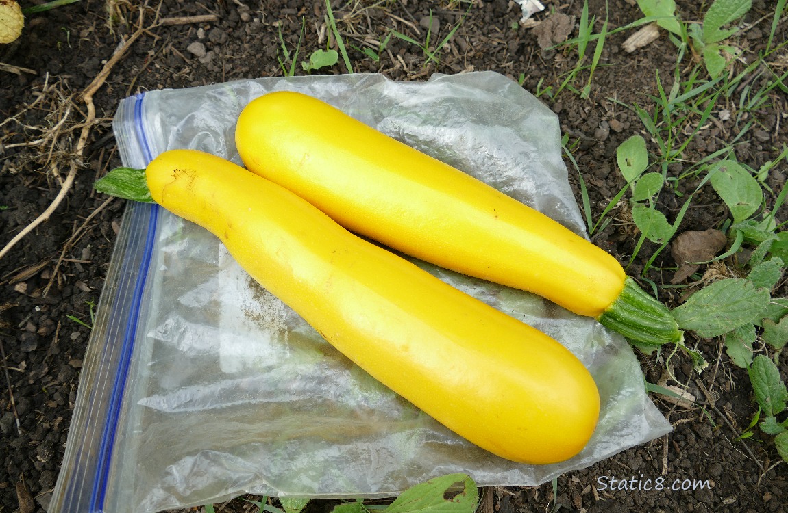 Harvested zucchinis laying on the ground