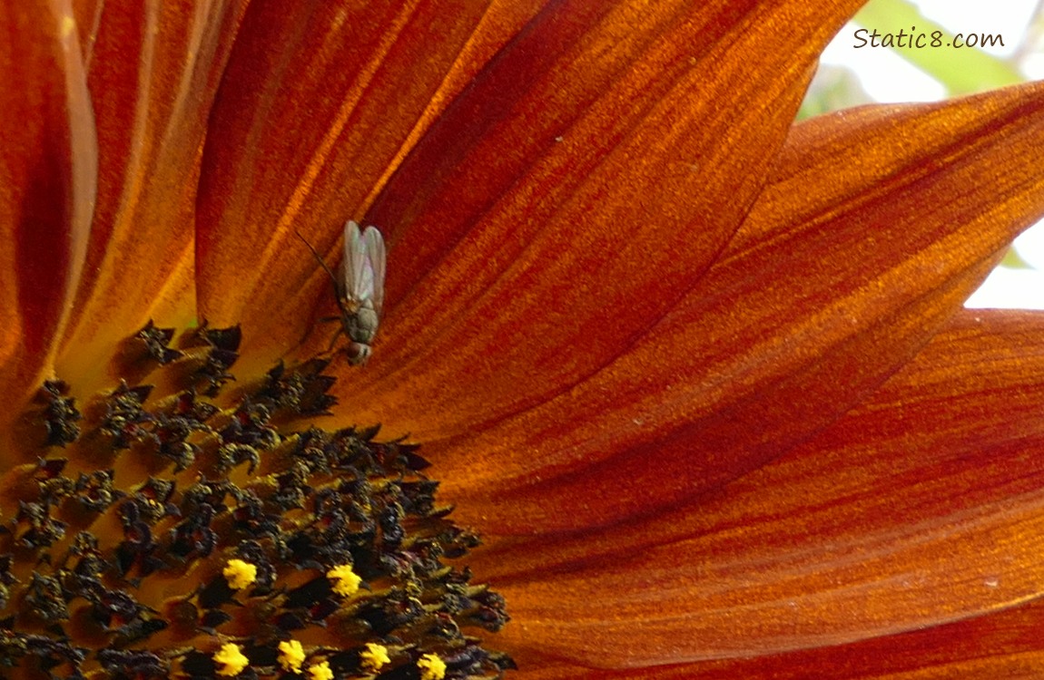 House fly standing in a red sunflower bloom