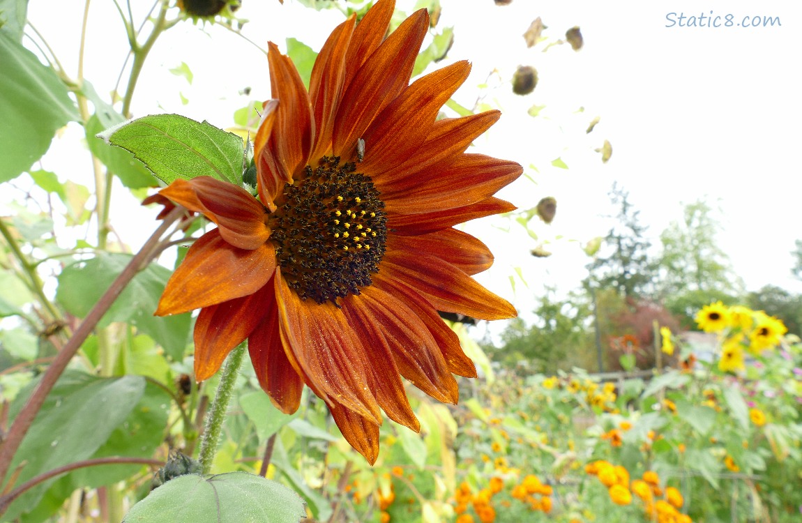 Sunflower bloom in a garden