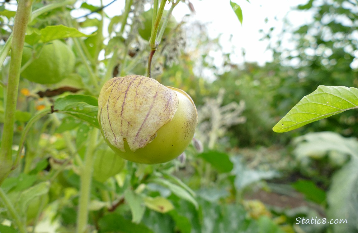 Tomatillo on the vine