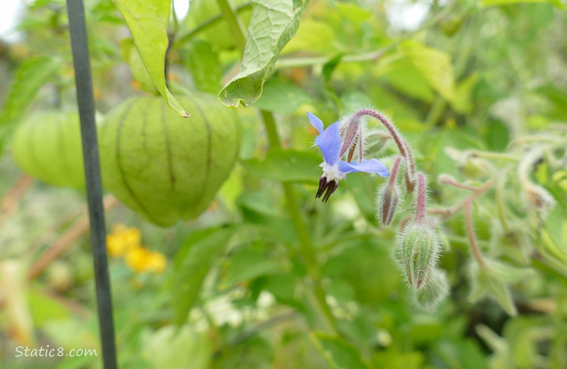 Borage bloom with tomatillos