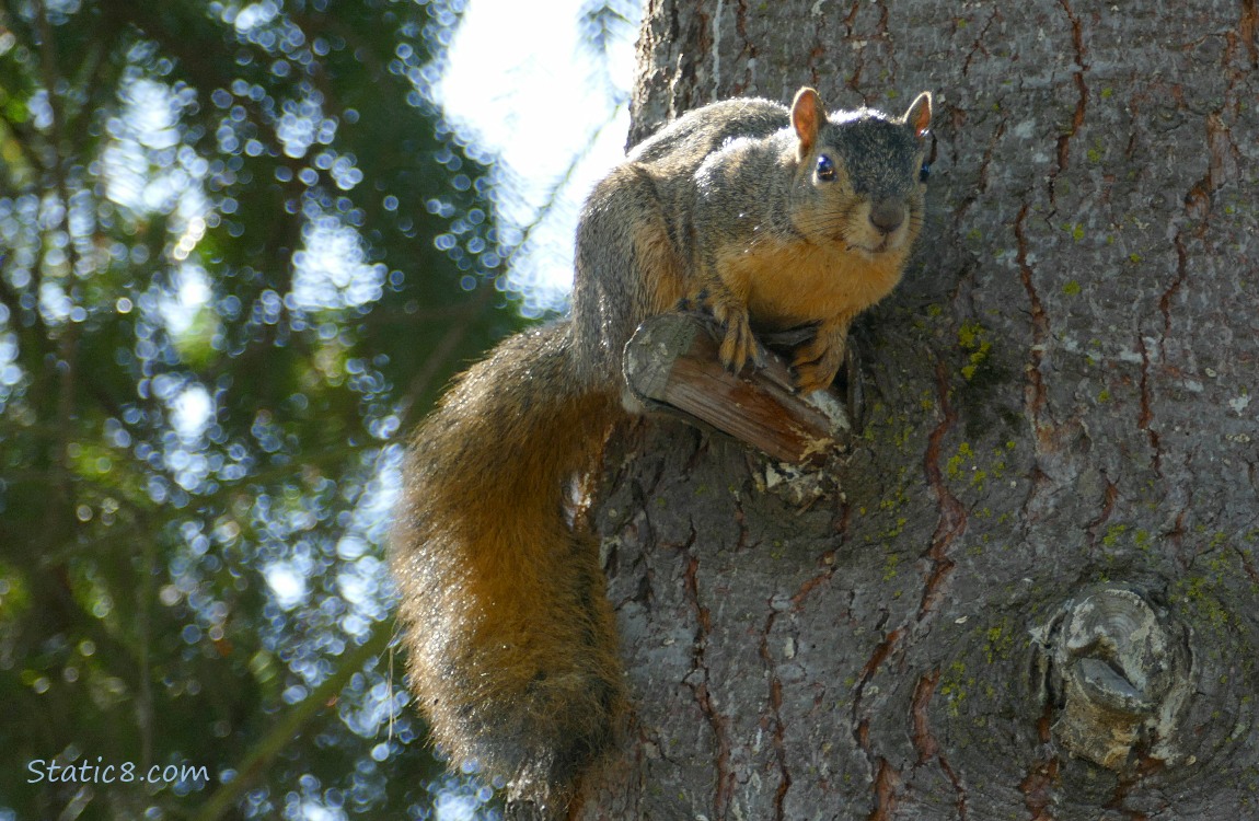 Squirrel standing on a broken stump of a branch on a tree trunk