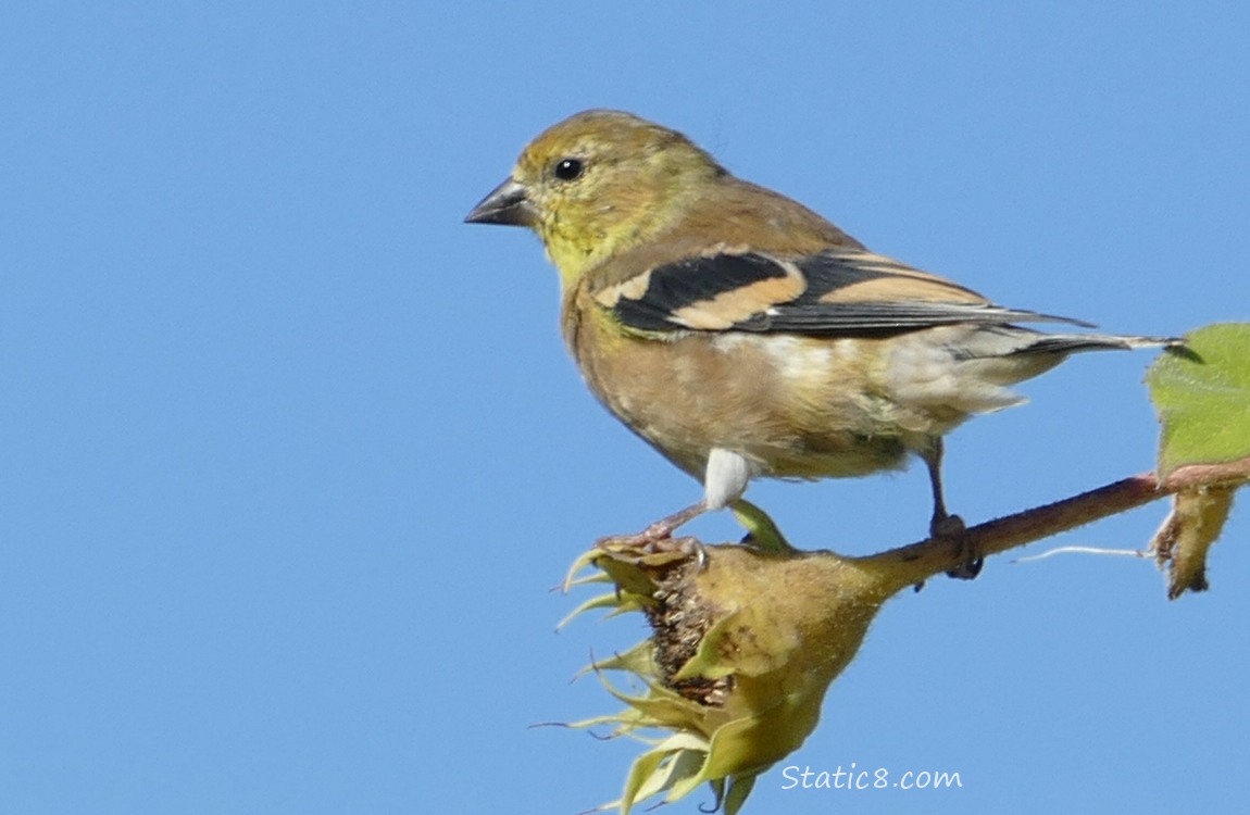 Goldfinch standing on an old Sunflower head