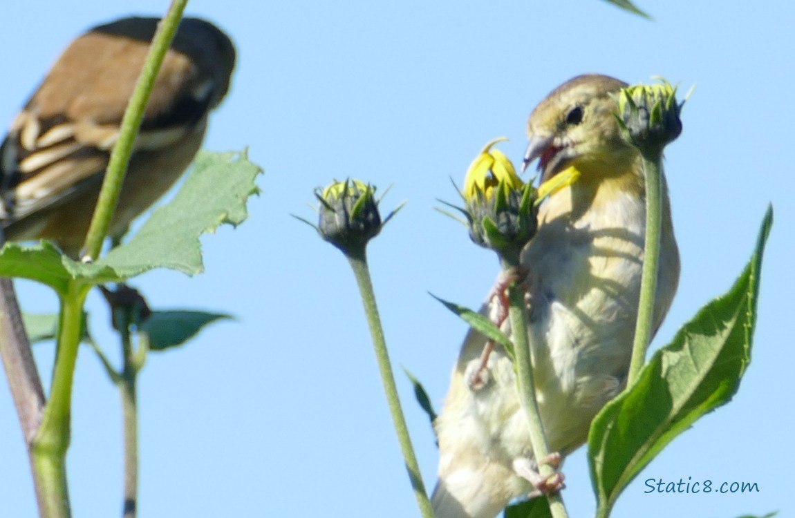 Goldfinches on Sunchoke blooms