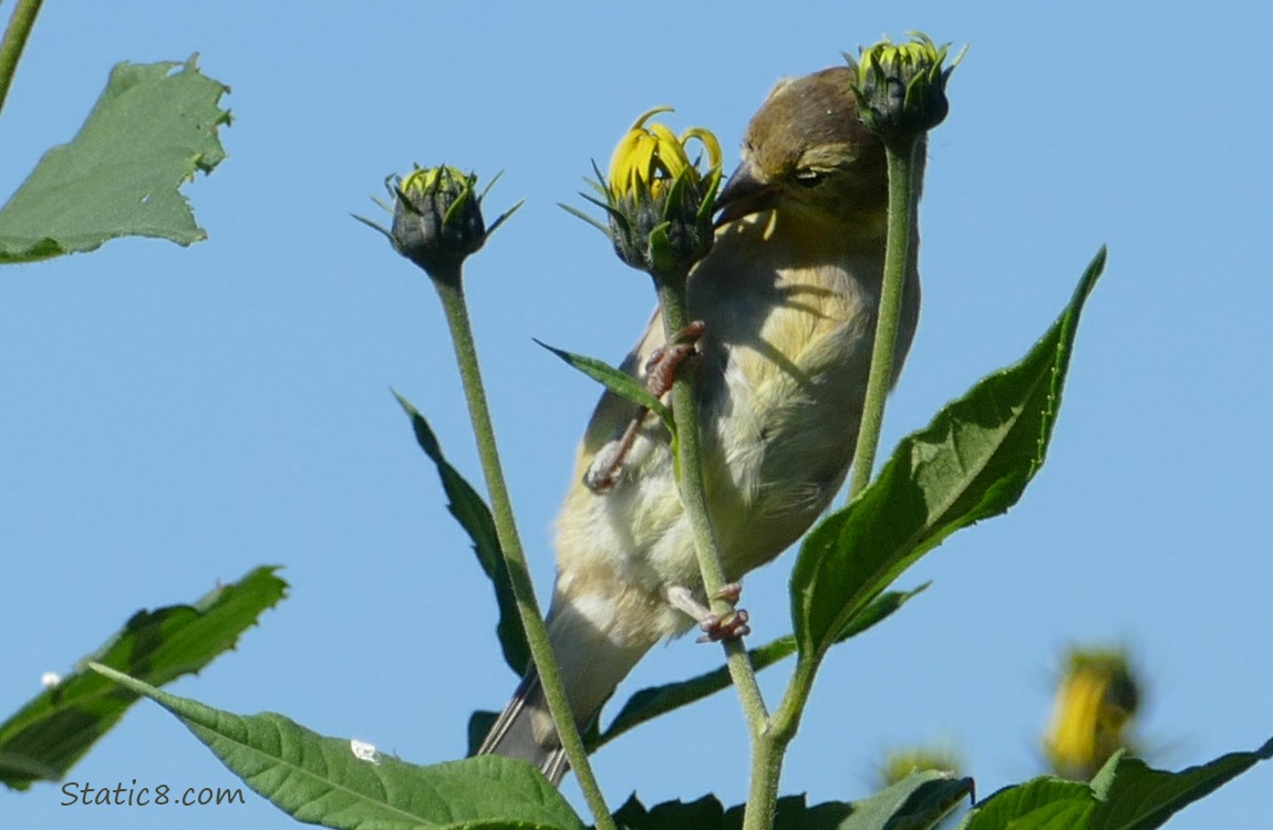 Goldfinch on a Sunchoke bloom