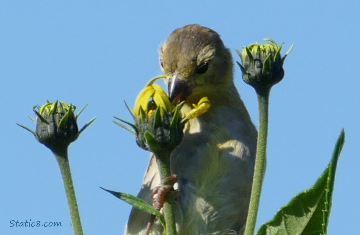 Goldfinch on a Sunchoke bloom