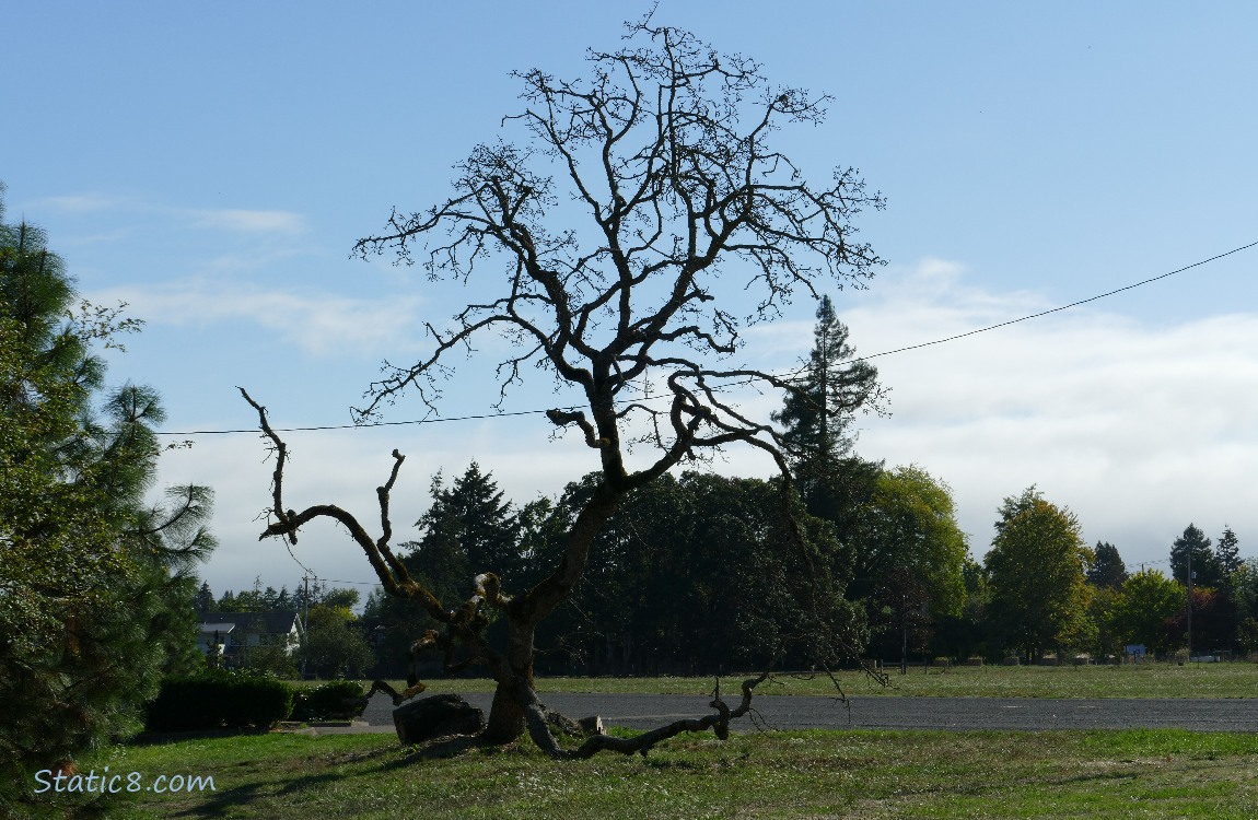 Fallen Leaning Tree