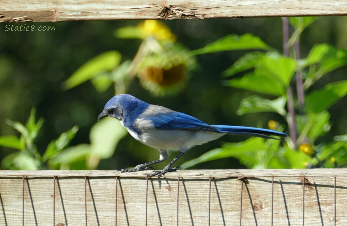 Scrub Jay standing on a wood fence, looking down