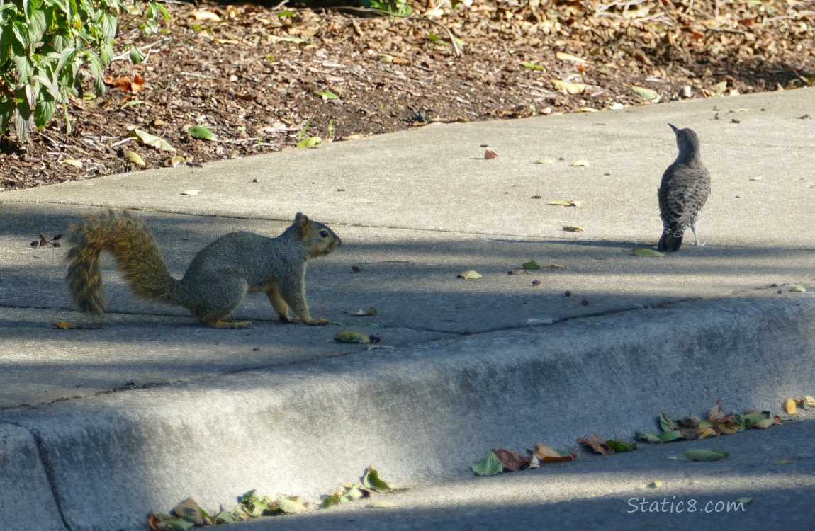 Squirrel and Flicker standing on the sidewalk