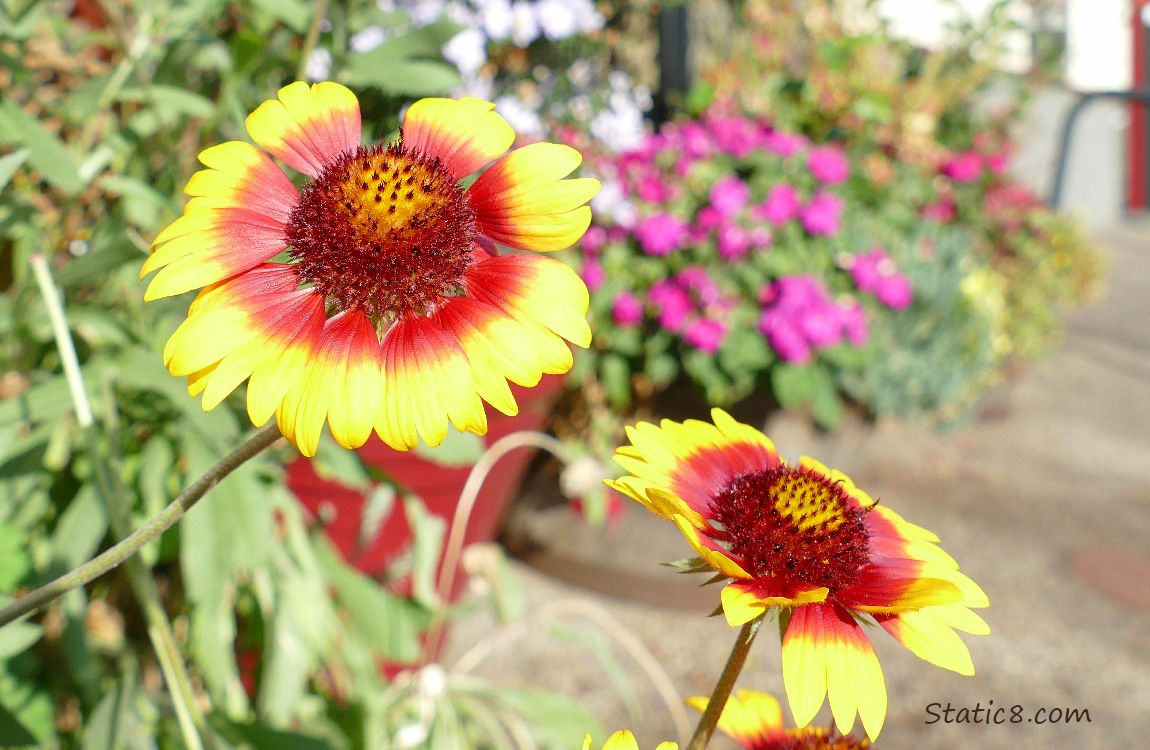 Blanket flowers