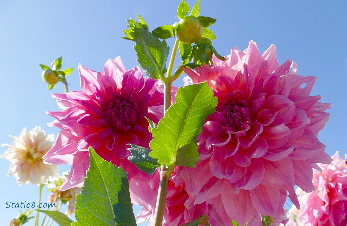 Pink Dahlia blooms against a blue sky