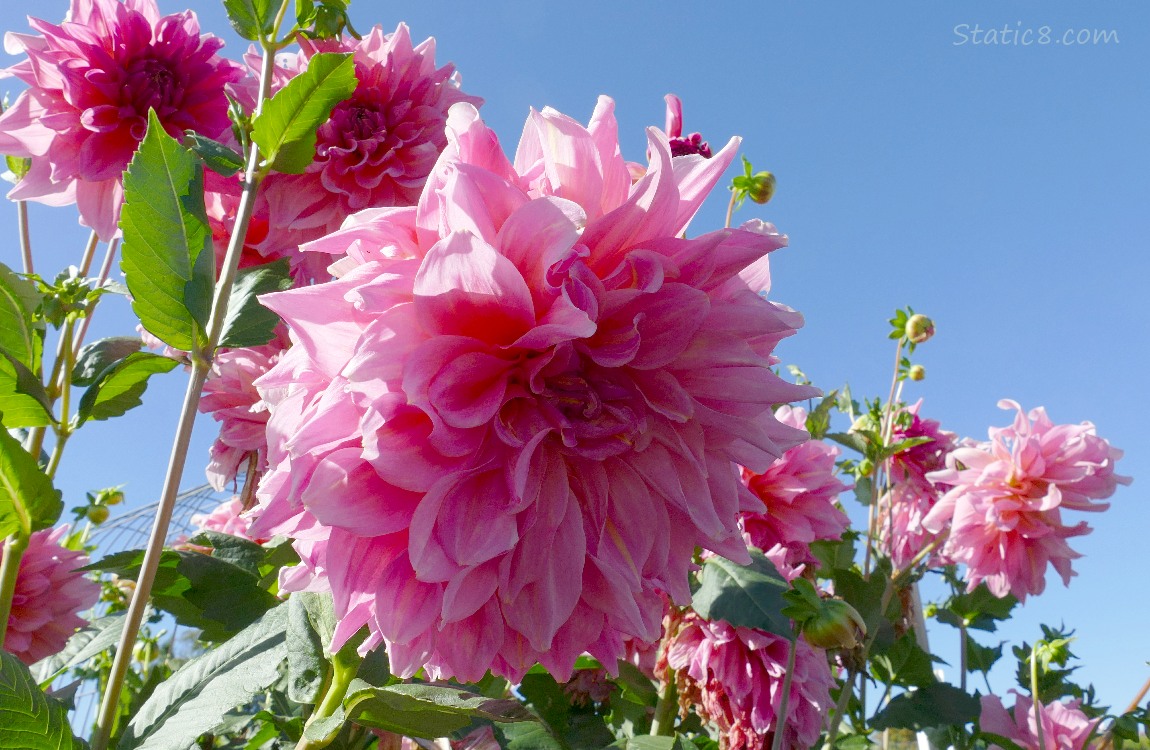 Pink Dahlia blooms against a blue sky