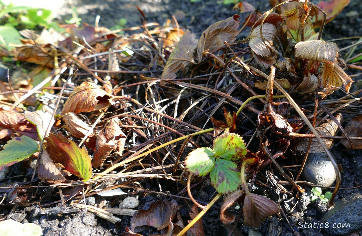 Dead strawberry plant