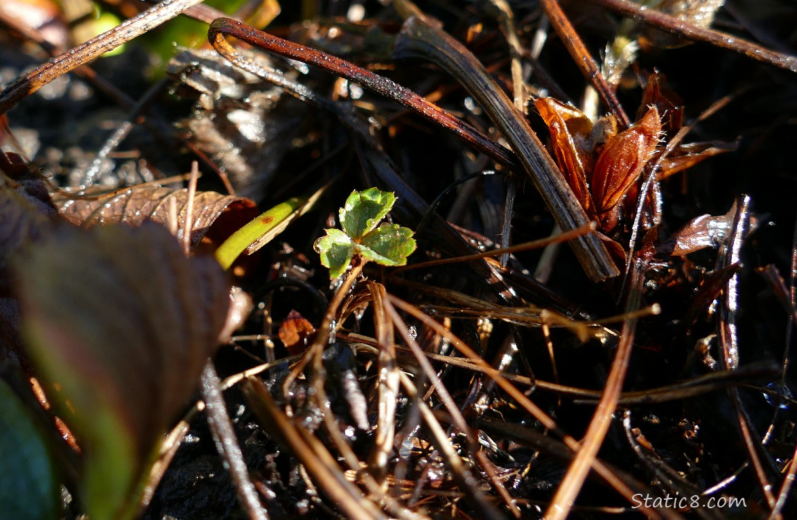 Tiny green Strawberry leaf in a dead plant