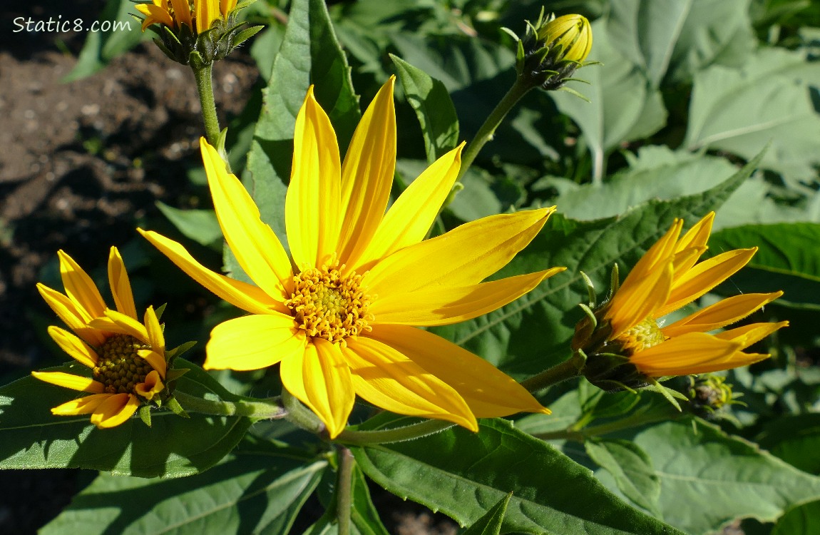 Sunchoke blooms