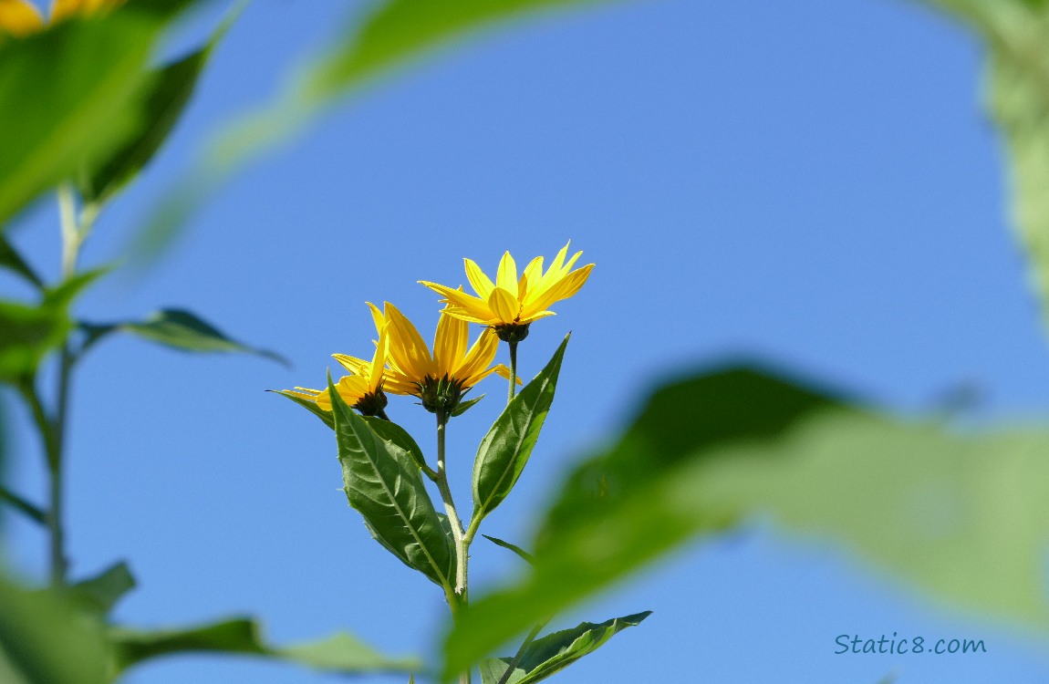 Sunchoke blooms