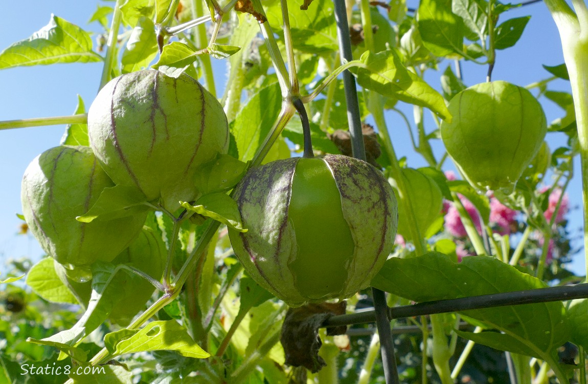 Tomatillo fruits growing on the vine