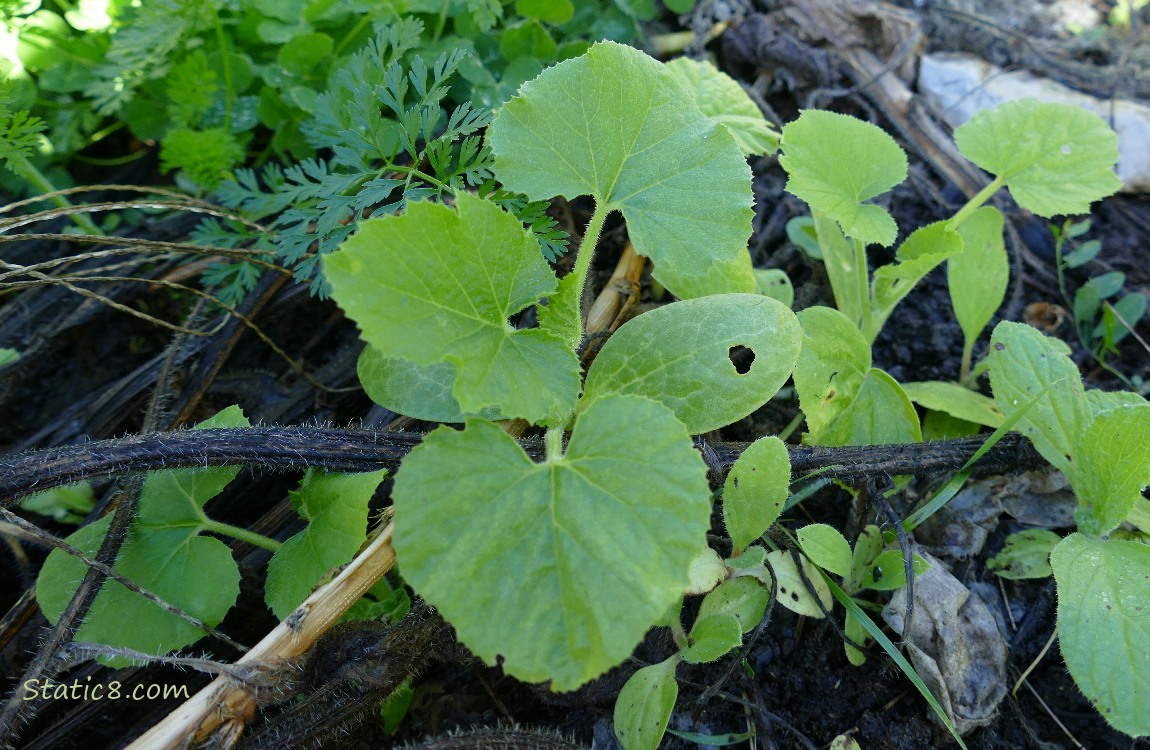 Squash seedlings