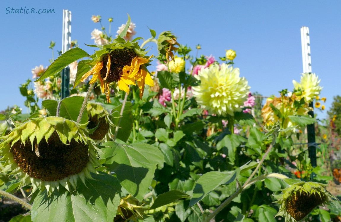 Sunflowers and Dahlias