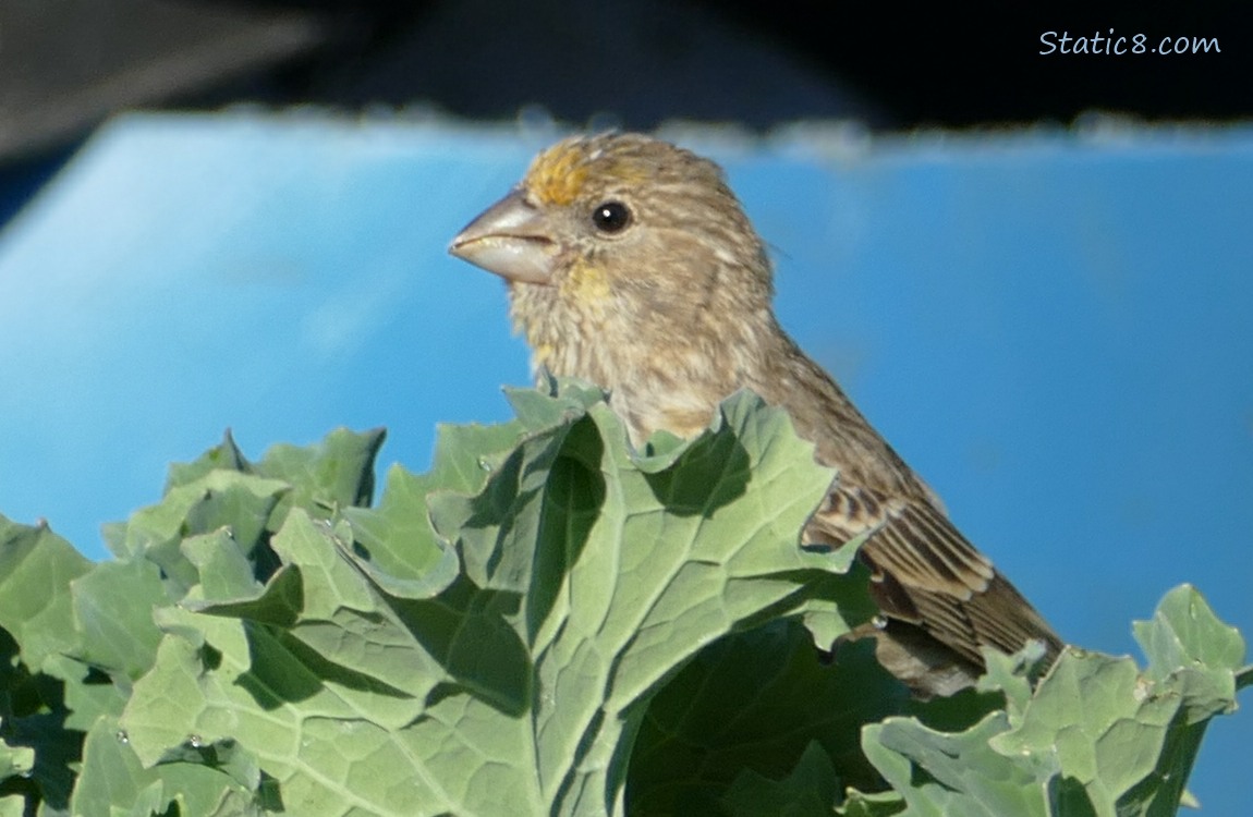 House Finch standing behind some Kale