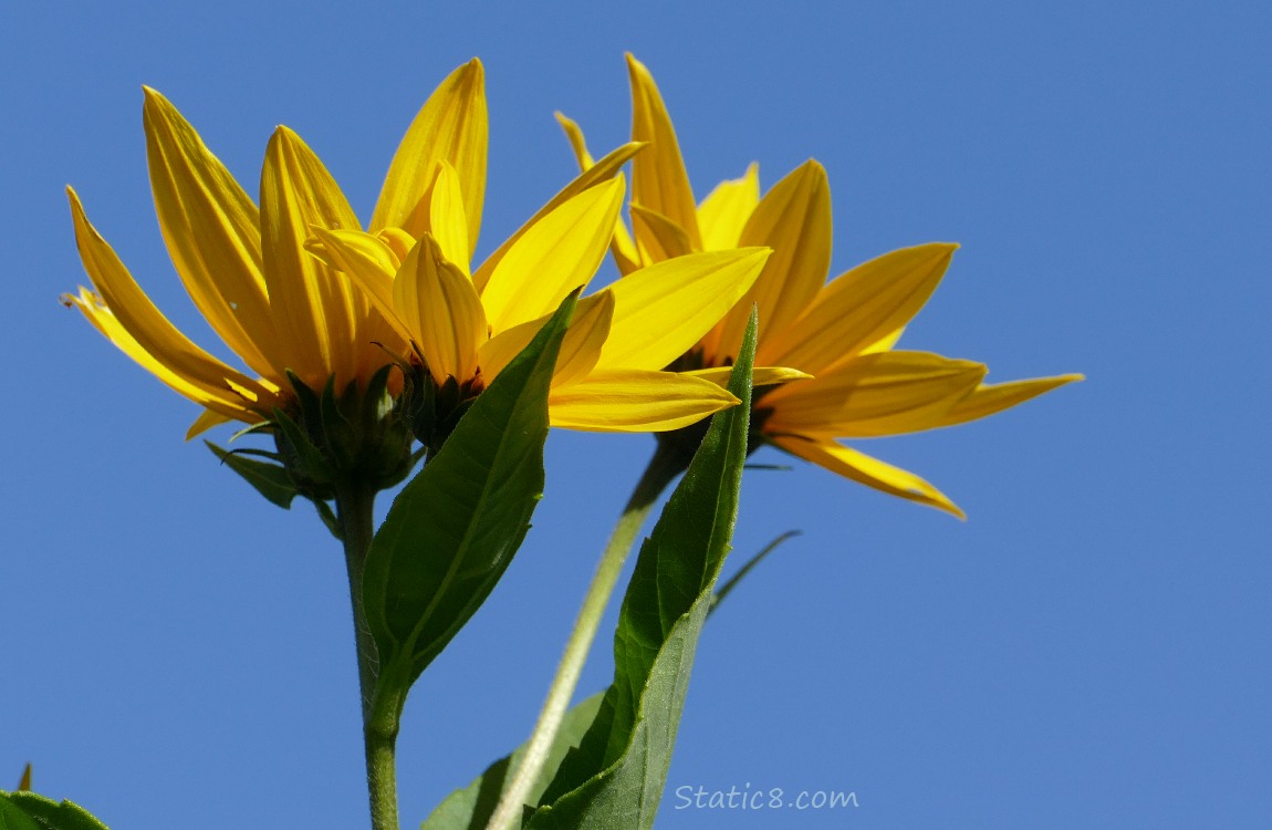 Sunchoke blooms