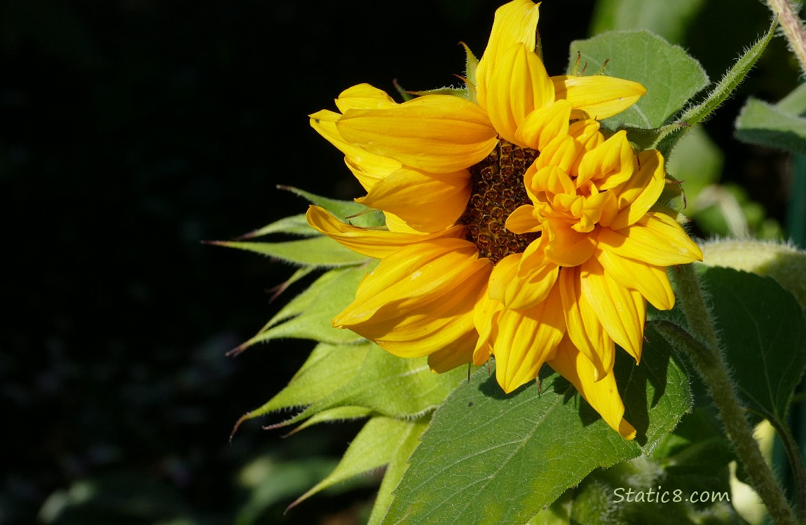 Sunflower bloom