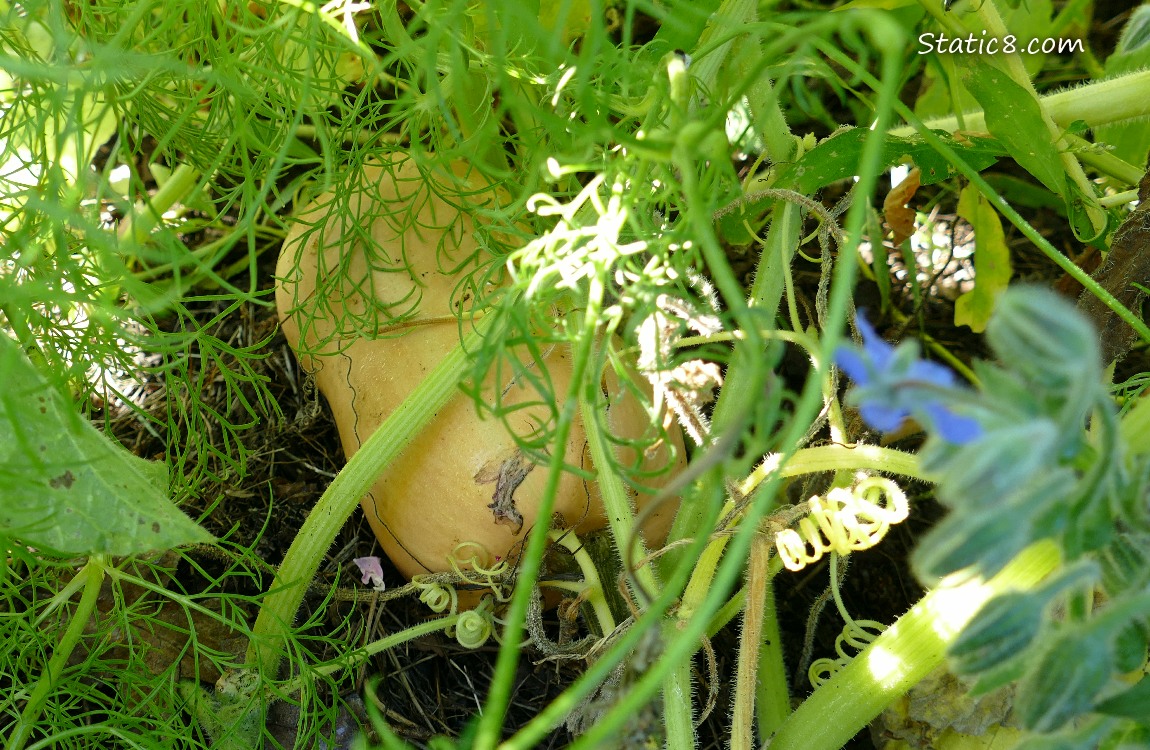 Ripe Butternut on the vine