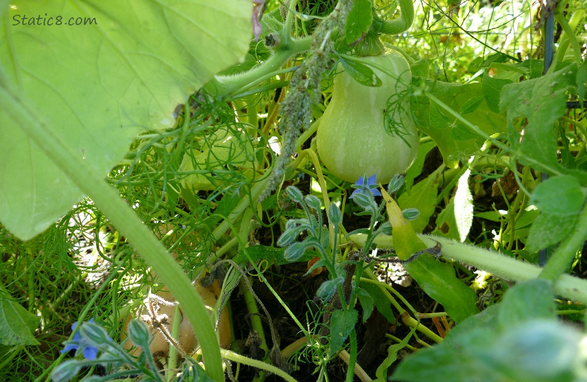 Butternut squashes ripening on the vine