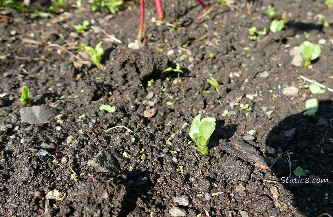 Fava seedlings growing out of the dirt