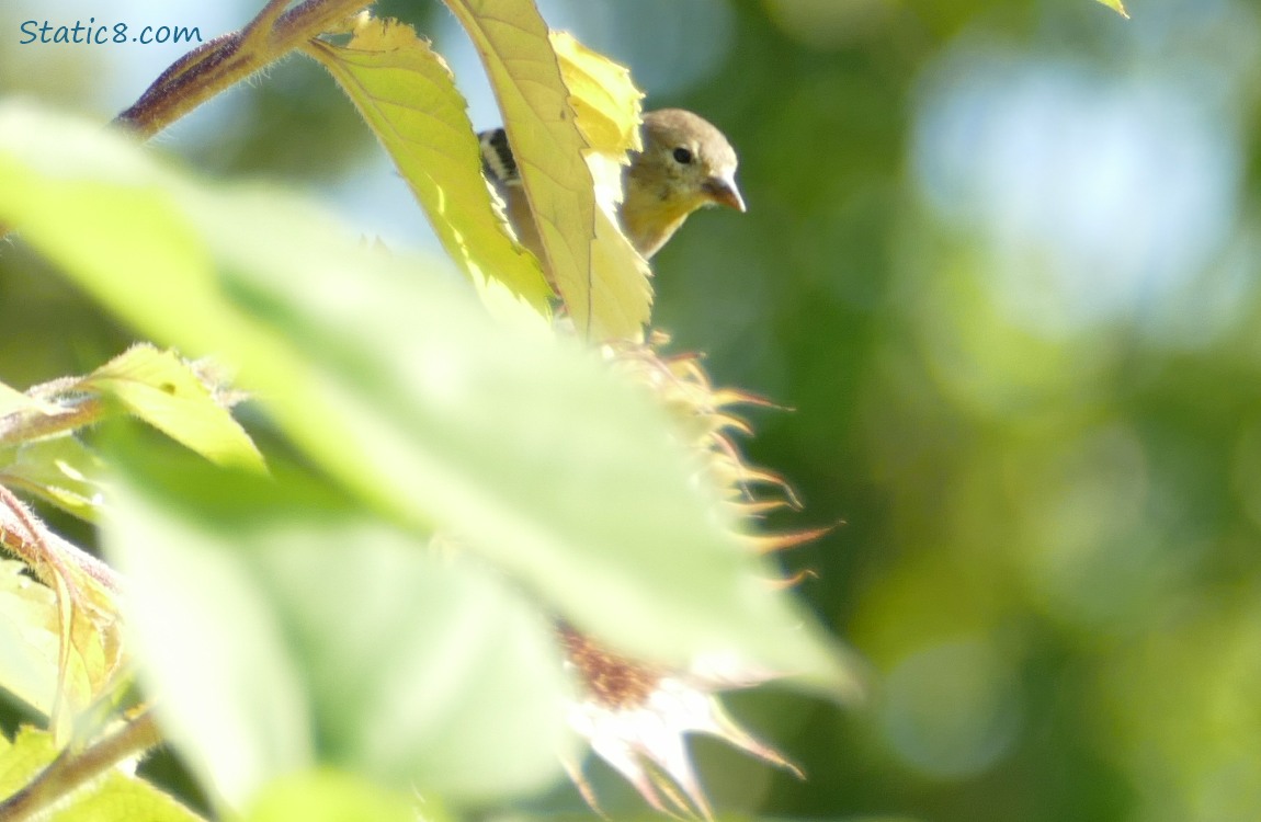 Goldfinch peeking out from behind a sunflower leaf