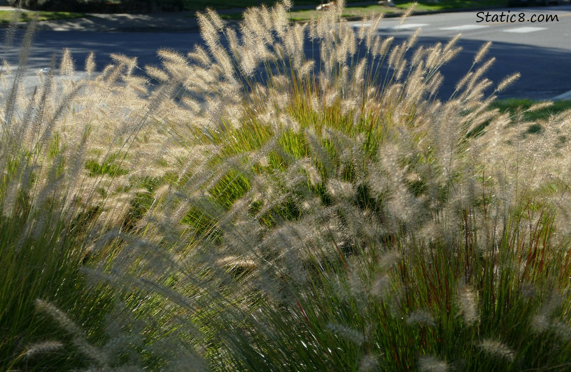 Decorative grasses