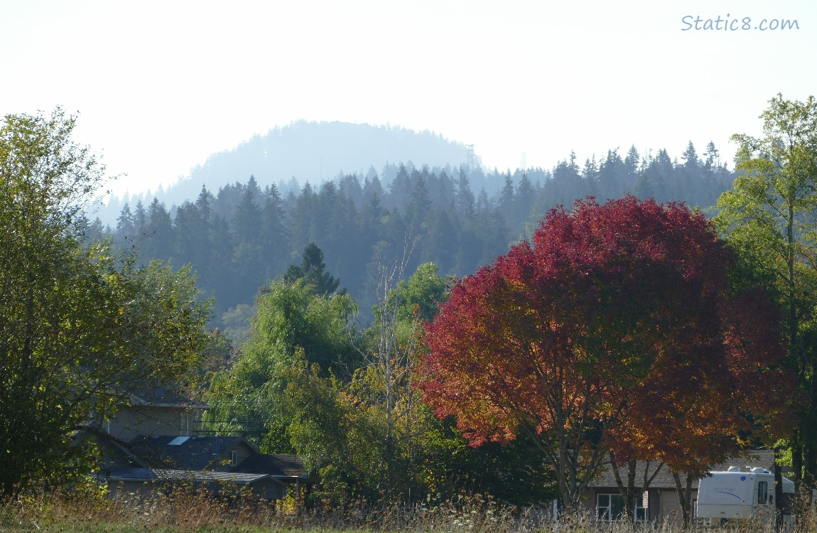 trees on the hill