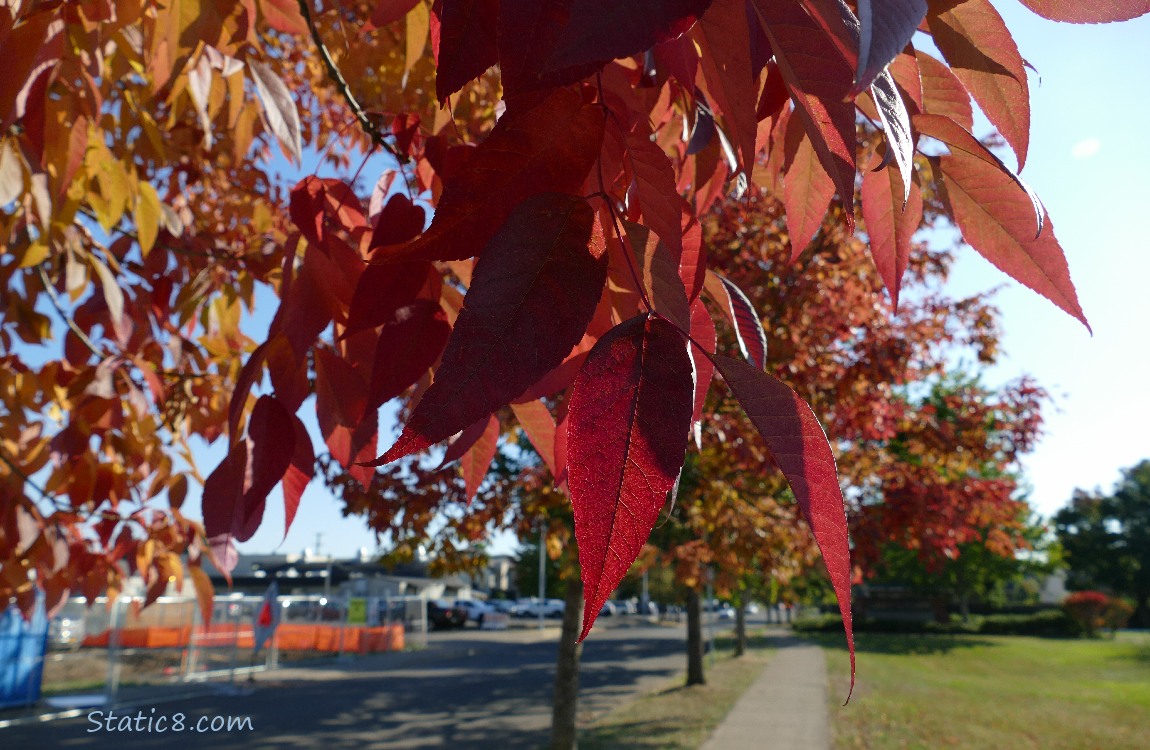 Autumn red leaves over the sidewalk