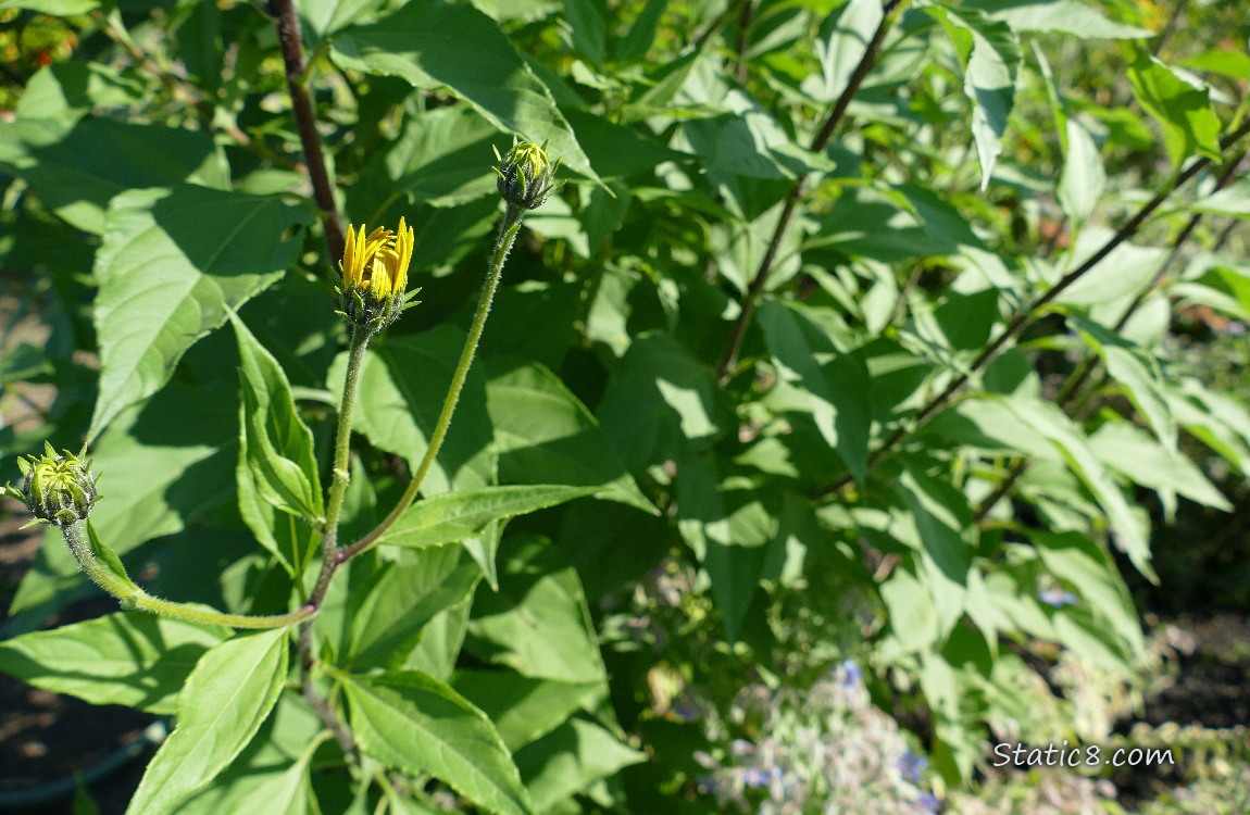 Sunchoke buds surrounded by leaves