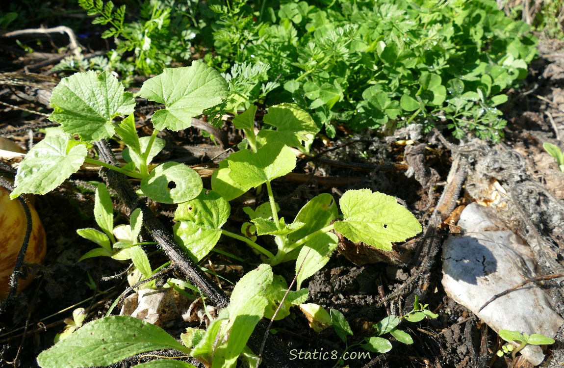 Squash seedlings in the garden