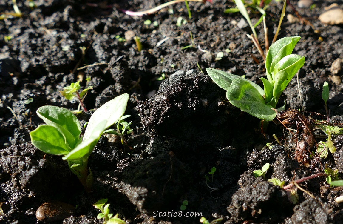 Fava seedlings growing out of the dirt